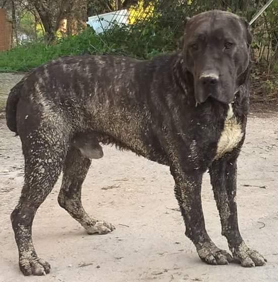 Rustic shop cane corso